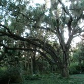 Город Палм Кост (Palm Coast) находится в северо-восточной части полуострова Флорида на побережье Атлантического океана и утопает в тропической растительности.