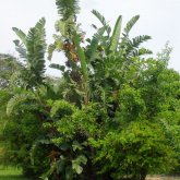 Город Палм Кост (Palm Coast) находится в северо-восточной части полуострова Флорида на побережье Атлантического океана и утопает в тропической растительности.